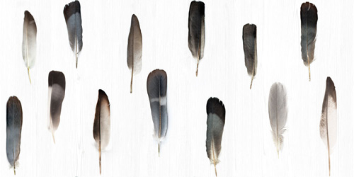 PLUMA PLUMA